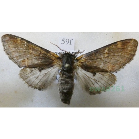 Notodonta dromedarius (Linnaeus, 1767) male Garbatka dromaderka Czech59f